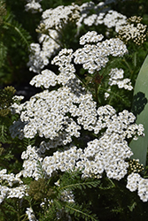 New Vintage White Yarrow (Achillea millefolium 'Balvinwite') at The Green Spot Home & Garden