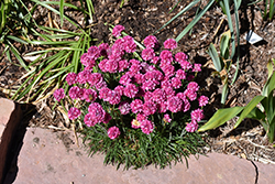 Sea Thrift (Armeria maritima) at The Green Spot Home & Garden