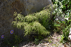 Trost's Dwarf European Birch (Betula pendula 'Trost's Dwarf') at The Green Spot Home & Garden
