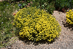 Basket Of Gold Alyssum (Aurinia saxatilis 'Basket Of Gold') at The Green Spot Home & Garden