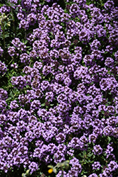 Pink Chintz Creeping Thyme (Thymus praecox 'Pink Chintz') at The Green Spot Home & Garden