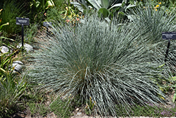 Saphirsprudel Blue Oat Grass (Helictotrichon sempervirens 'Saphirsprudel') at The Green Spot Home & Garden