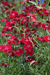 Rockin' Red Pinks (Dianthus 'PAS1141436') at The Green Spot Home & Garden