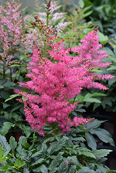 Younique Cerise Astilbe (Astilbe 'Verscerise') at The Green Spot Home & Garden