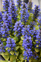 Feathered Friends Petite Parakeet Bugleweed (Ajuga 'Petite Parakeet') at The Green Spot Home & Garden