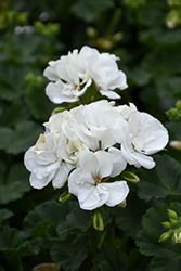 Fantasia White Geranium (Pelargonium 'Fantasia White') at The Green Spot Home & Garden