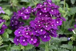 Firehouse Purple Verbena (Verbena 'Balfirepur') at The Green Spot Home & Garden