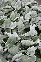 New Look Dusty Miller (Senecio cineraria 'New Look') at The Green Spot Home & Garden