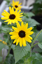 Suncredible Yellow (Helianthus 'Suncredible Yellow') at The Green Spot Home & Garden