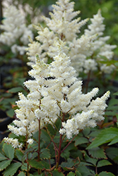 Younique White Astilbe (Astilbe 'Verswhite') at The Green Spot Home & Garden