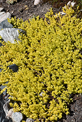 Goldilocks Creeping Jenny (Lysimachia nummularia 'Goldilocks') at The Green Spot Home & Garden