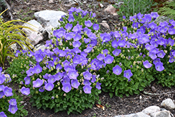 Rapido Blue Bellflower (Campanula carpatica 'Rapido Blue') at The Green Spot Home & Garden