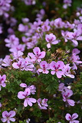 Lemon Scented Geranium (Pelargonium crispum 'Lemona') at The Green Spot Home & Garden