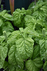 Italian Large Leaf Sweet Basil (Ocimum basilicum 'Italian Large Leaf') at The Green Spot Home & Garden