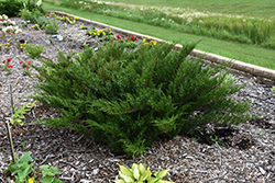 Savin Juniper (Juniperus sabina) at The Green Spot Home & Garden