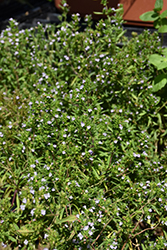 Summer Savory (Satureja hortensis) at The Green Spot Home & Garden