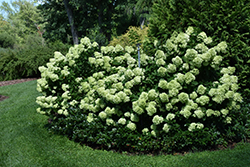 Little Lime Hydrangea (Hydrangea paniculata 'Jane') at The Green Spot Home & Garden