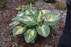 Sound Of Music Hosta (Hosta 'Sound Of Music') at The Green Spot Home & Garden