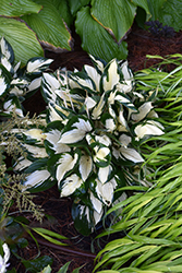 Fire and Ice Hosta (Hosta 'Fire and Ice') at The Green Spot Home & Garden