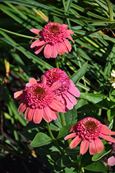 Double Dipped Rainbow Sherbet Coneflower (Echinacea 'Rainbow Sherbet') at The Green Spot Home & Garden