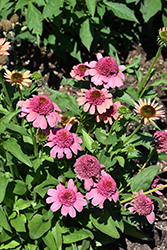 Double Dipped Rainbow Sherbet Coneflower (Echinacea 'Rainbow Sherbet') at The Green Spot Home & Garden