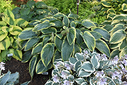 Shadowland Wu-La-La Hosta (Hosta 'Wu-La-La') at The Green Spot Home & Garden