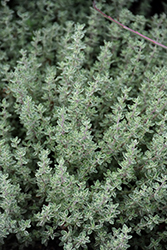 Silver Edge Thyme (Thymus x citriodorus 'Silver Edge') at The Green Spot Home & Garden