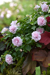 Glimmer Appleblossom Double Impatiens (Impatiens 'Balglimapp') at The Green Spot Home & Garden