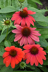 Artisan Red Ombre Coneflower (Echinacea 'PAS1257973') at The Green Spot Home & Garden