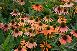 Artisan Soft Orange Coneflower (Echinacea 'PA1308374') at The Green Spot Home & Garden