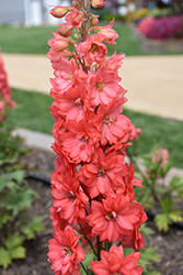 Red Lark Larkspur (Delphinium 'Red Lark') at The Green Spot Home & Garden