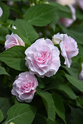 Glimmer Appleblossom Double Impatiens (Impatiens 'Balglimapp') at The Green Spot Home & Garden