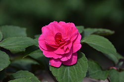 Glimmer Hot Pink Double Impatiens (Impatiens 'Balglimotin') at The Green Spot Home & Garden