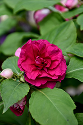 Glimmer Burgundy Double Impatiens (Impatiens 'Balglimbur') at The Green Spot Home & Garden