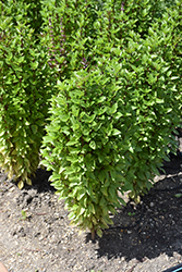 Everleaf Thai Towers Basil (Ocimum basilicum 'Thai Towers') at The Green Spot Home & Garden