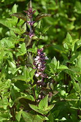 Everleaf Thai Towers Basil (Ocimum basilicum 'Thai Towers') at The Green Spot Home & Garden