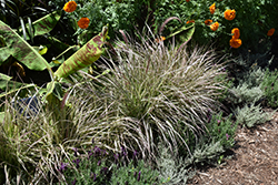 Cherry Sparkler Fountain Grass (Pennisetum setaceum 'Cherry Sparkler') at The Green Spot Home & Garden
