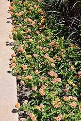 Landmark Citrus Lantana (Lantana camara 'Landmark Citrus') at The Green Spot Home & Garden