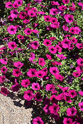 Wave Purple Classic Petunia (Petunia 'Wave Purple Classic') at The Green Spot Home & Garden
