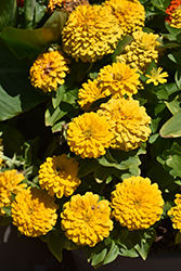 Zesty Yellow Zinnia (Zinnia elegans 'PAS1546510') at The Green Spot Home & Garden