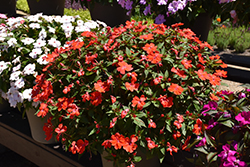 SunPatiens Vigorous Corona Impatiens (Impatiens 'SAKIMP008') at The Green Spot Home & Garden