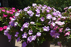 SunPatiens Vigorous Orchid Impatiens (Impatiens 'SAKIMP053') at The Green Spot Home & Garden