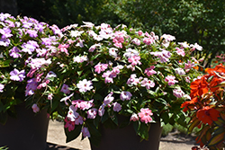 SunPatiens Vigorous Pink Kiss New Guinea Impatiens (Impatiens 'SAKIMP043') at The Green Spot Home & Garden