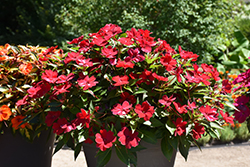 SunPatiens Vigorous Red Impatiens (Impatiens 'SAKIMP048') at The Green Spot Home & Garden