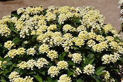 Shamrock Butterscotch Glow Lantana (Lantana 'Balshamochl') at The Green Spot Home & Garden