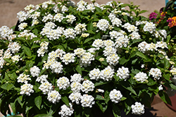 Shamrock White Lantana (Lantana 'Balshamite') at The Green Spot Home & Garden