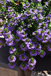 Fairy Blue Fan Flower (Scaevola aemula 'KLESC13594') at The Green Spot Home & Garden