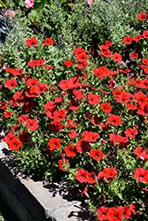 Easy Wave Red Petunia (Petunia 'Easy Wave Red') at The Green Spot Home & Garden