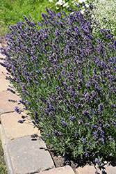 Ellagance Purple Lavender (Lavandula angustifolia 'Ellagance Purple') at The Green Spot Home & Garden