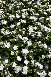 Titan Pure White Vinca (Catharanthus roseus 'Titan Pure White') at The Green Spot Home & Garden